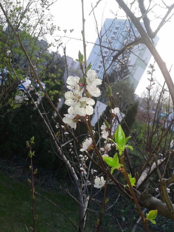 Willanow Warsawa Bagian luar foto